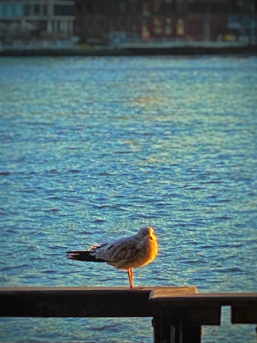 Manabu Nagaoka tweet media