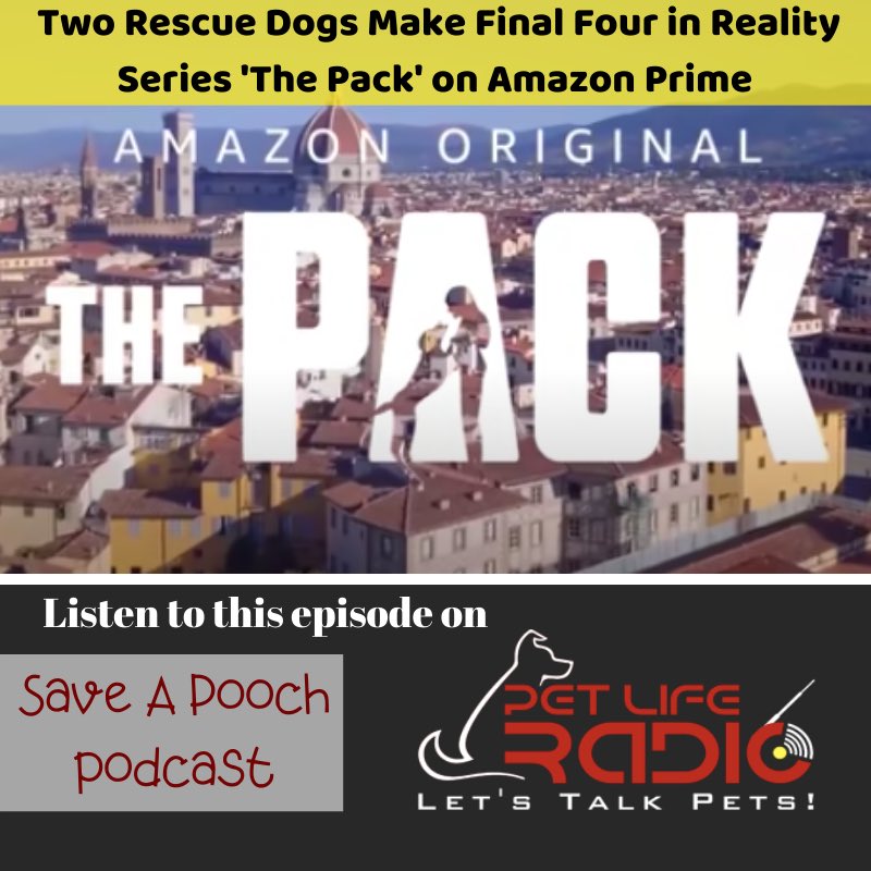 Saveapooch's tweet image. Kentucky, Lucy and Nicole from ‘The Pack’ share their experience in this podcast episode! 
petliferadio.com/saveapoochep45…

The Pack trailer 
youtube.com/watch?v=VcKsIu…
