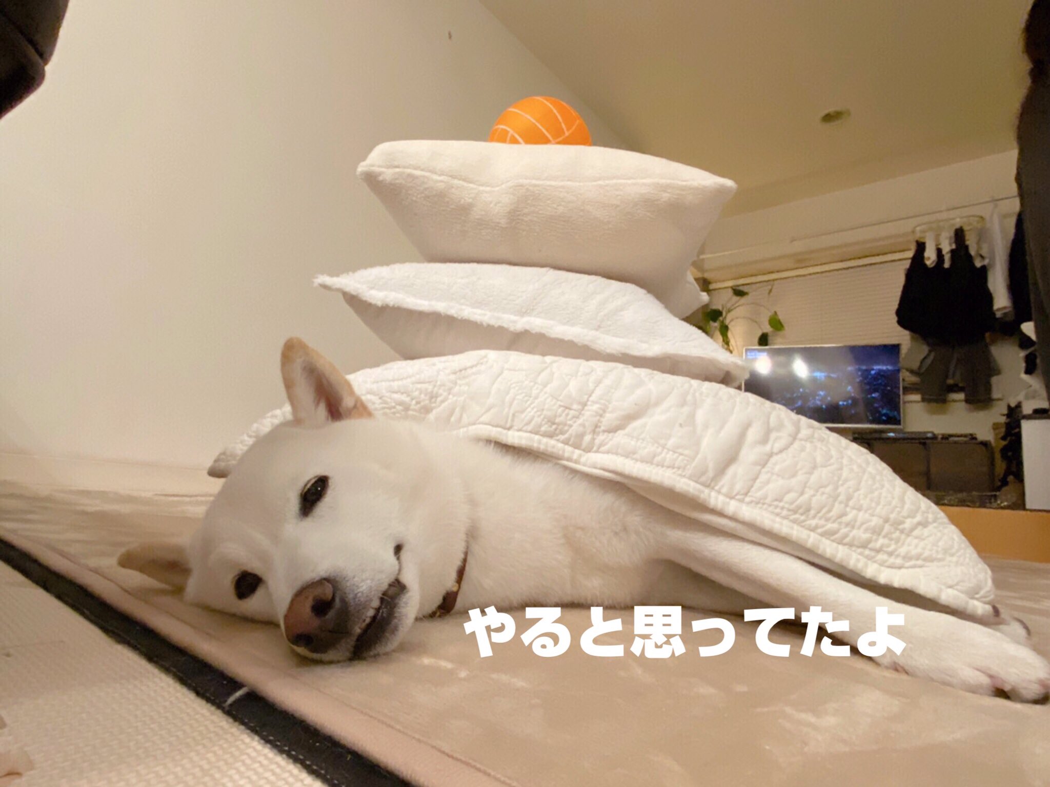 柴犬 だい吉 鏡餅だい吉 飾りつけが終わった鏡餅です 今年もお世話になりました 来年もどうぞよろしくお願いします 皆様良いお年を 柴犬 柴犬を崇めよ 白柴 犬 わんこ T Co H3jsy0ugl8 Twitter