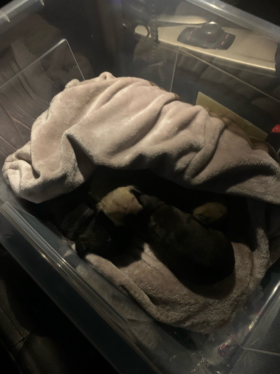 Burglary report in Blackpool resulted in four suspects being stopped on M61 out of Lancashire with a litter of three week old puppies and an adult dog. All eight puppies safe &amp; have been reunited with Mum. The four suspects are in custody #Team4TacOps #ForceOps @BlackpoolPolice