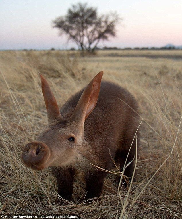 AARDVARKS AREN’T WORKING FROM HOME
