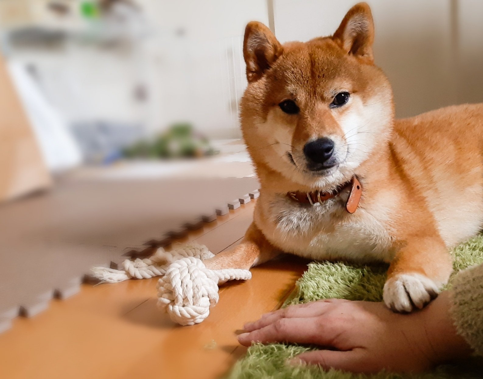 柴犬かぼす おいこら 誰が人のロープ触ってええて言うたんや 柴犬 Shiba Shibainu かぼすさん ヤクザ 犬降臨 お手々 がっちり ホールド T Co Ur0iwwxysr Twitter 柴犬かぼす おいこら 誰が人のロープ触ってええて言うたんや 柴犬 Shiba Shibainu かぼすさん ヤクザ 犬降臨 お手々 がっちり ホールド T Co Ur0iwwxysr Twitter