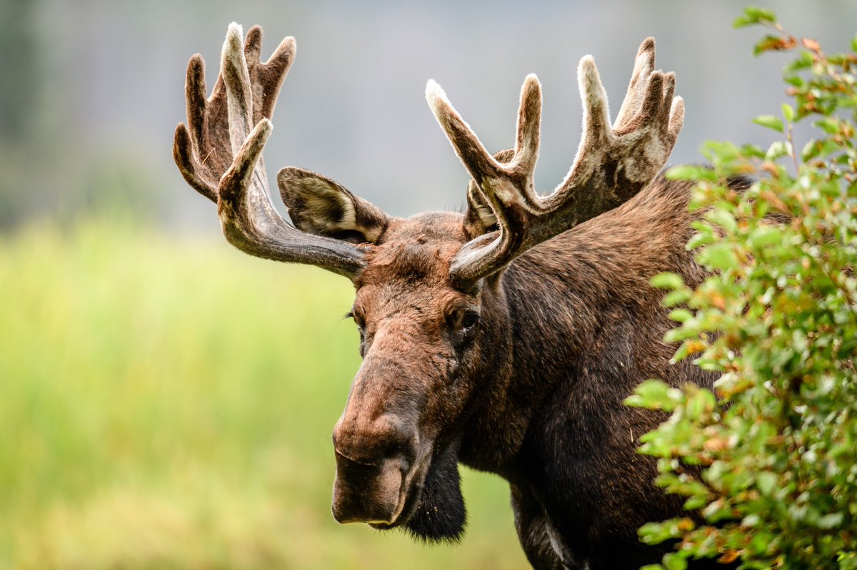 THIS MOOSE DOESN’T CARE WHAT TIER HE’S IN