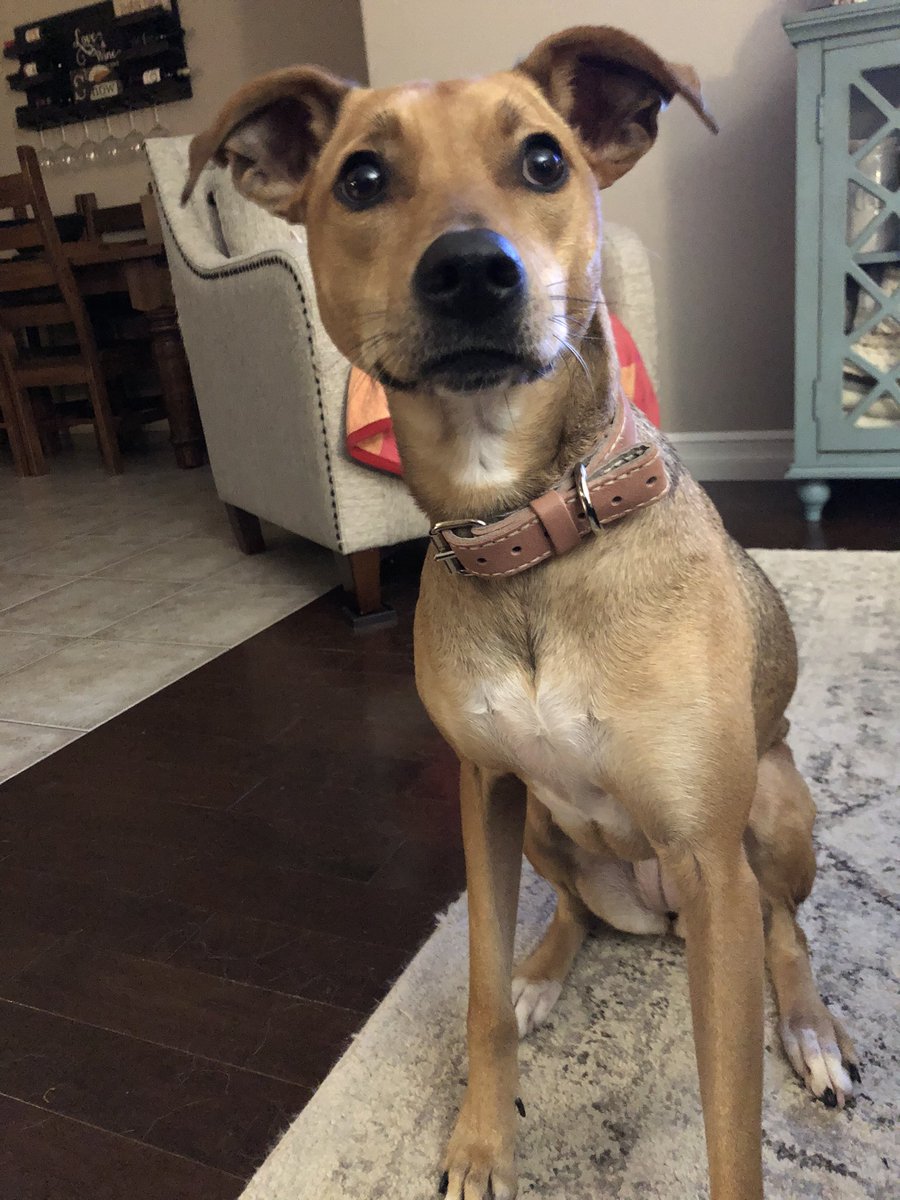 MommabearSonar's tweet image. When you get spoiled by Mom for Christmas with an awesome @ROOTS leather colour! Just show it off! #impretty #rootsleather #Marlee