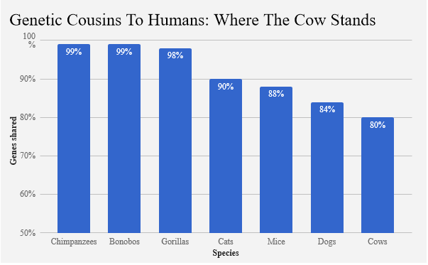 Genetically, the pig's dna is 84% similar and the last common ancestor with homo sapiens is 80 mil years ago. Compare that to a cow, 80% and 92 mil years.Plantation near human homes also attract bats, which increases the chances of potential zoonotic mutations and outbreaks