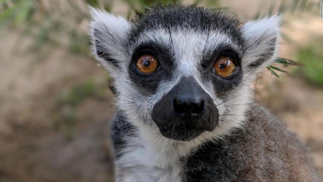 LEMURS DON’T PUT THEIR TRUST IN BIG PHARMA WHEN IT COMES TO VACCINES