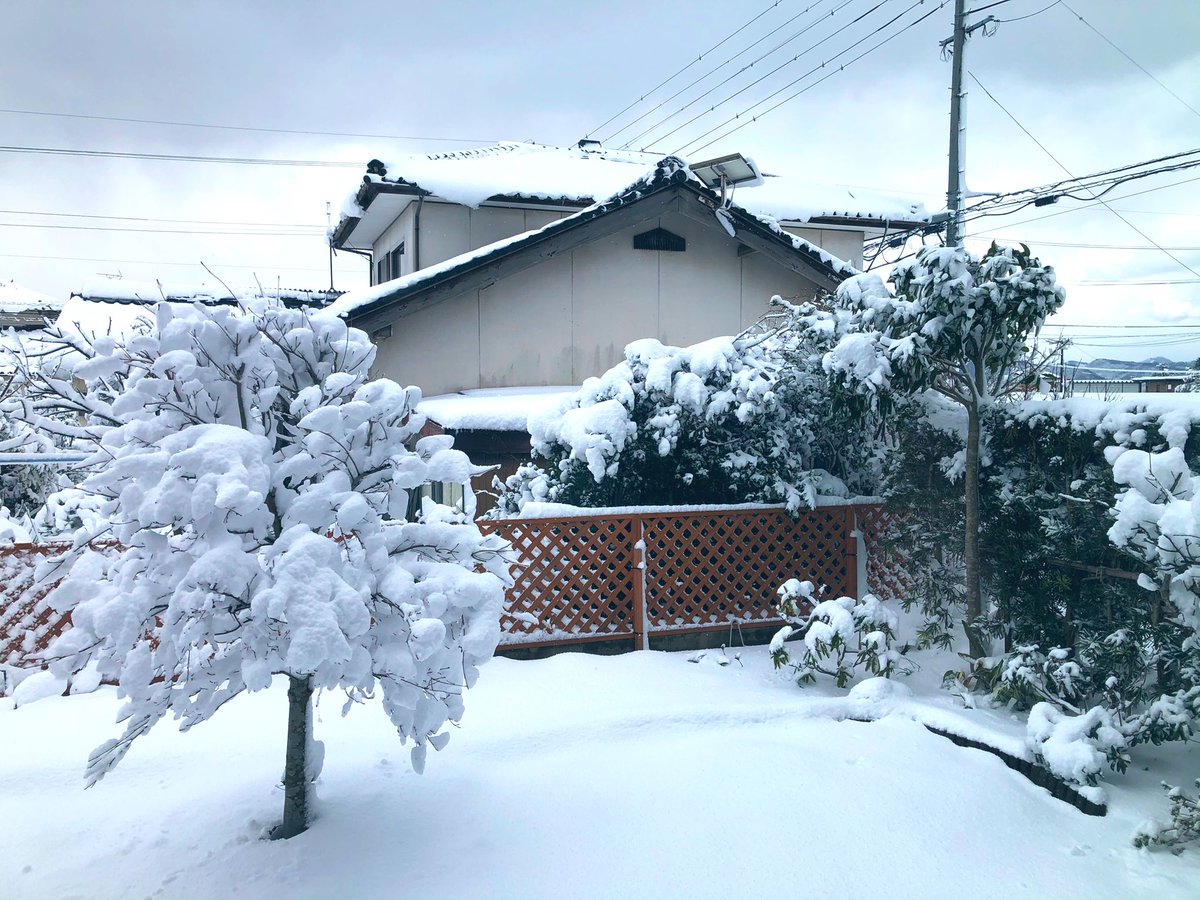 hantaimo39's tweet photo. 庭の木に雪の華が咲きました https://t.co/QEev4y9TPy