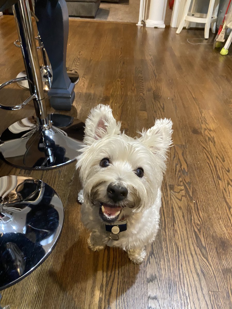 lexi__jeffreys's tweet photo. @budweiserusa @dog_rates This my dog Wilson! He is a West Highland Terrier! He’s the best!! and loves the beach and beer!! #Pupweiser https://t.co/MyQkBUEJdE