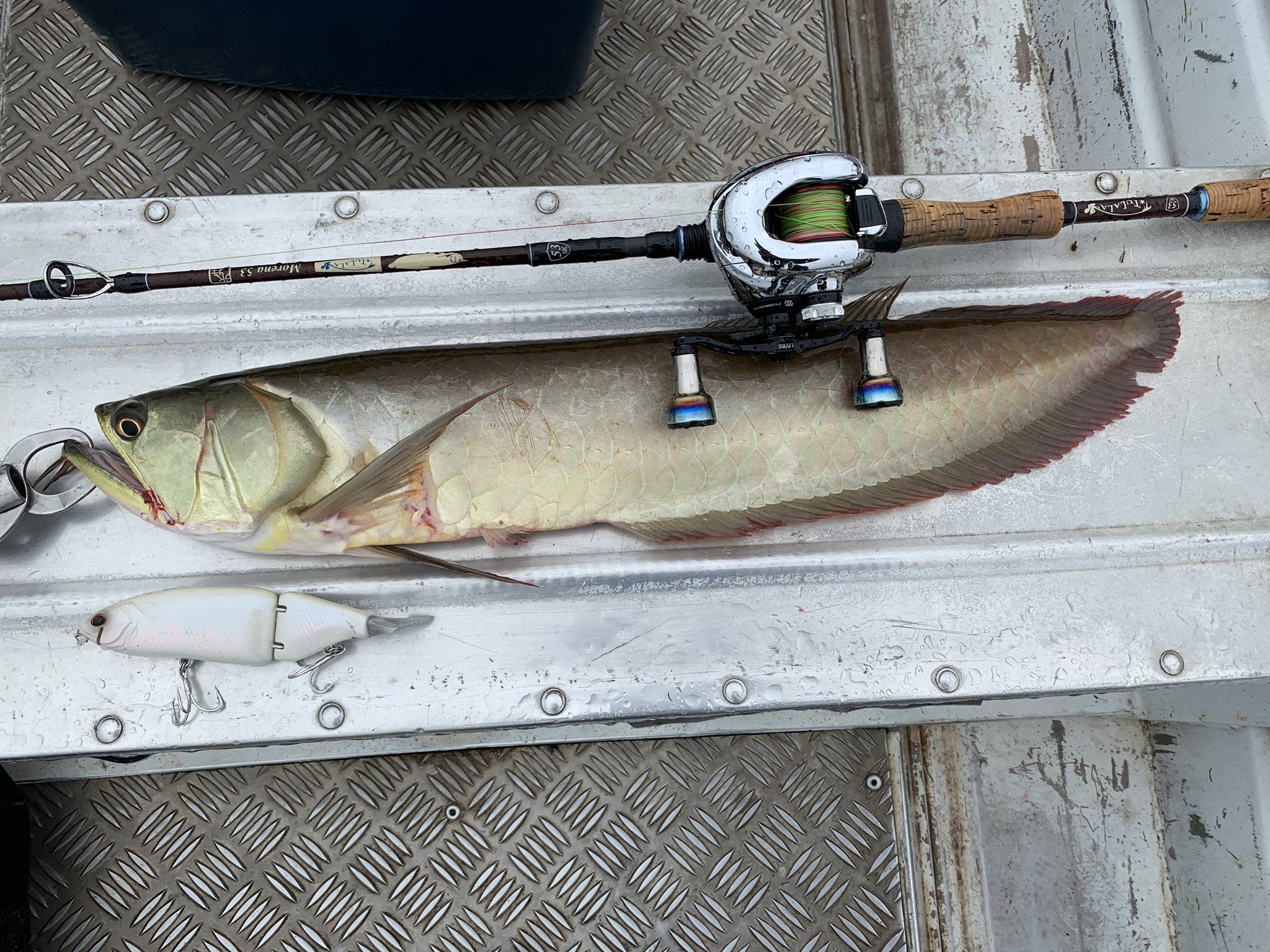 ｳｼｮｳ 一年振り返り 南米お気に入り4匹 最終日のツクナレアスー レアらしいアッパッパー 結構釣れた めっちゃ綺麗だったヒレピンのツクナレボーボレータ タイニーで釣ったアロワナ 地味にめっちゃ嬉しかった 南米に行ったのが遠い昔な気がしてくるな