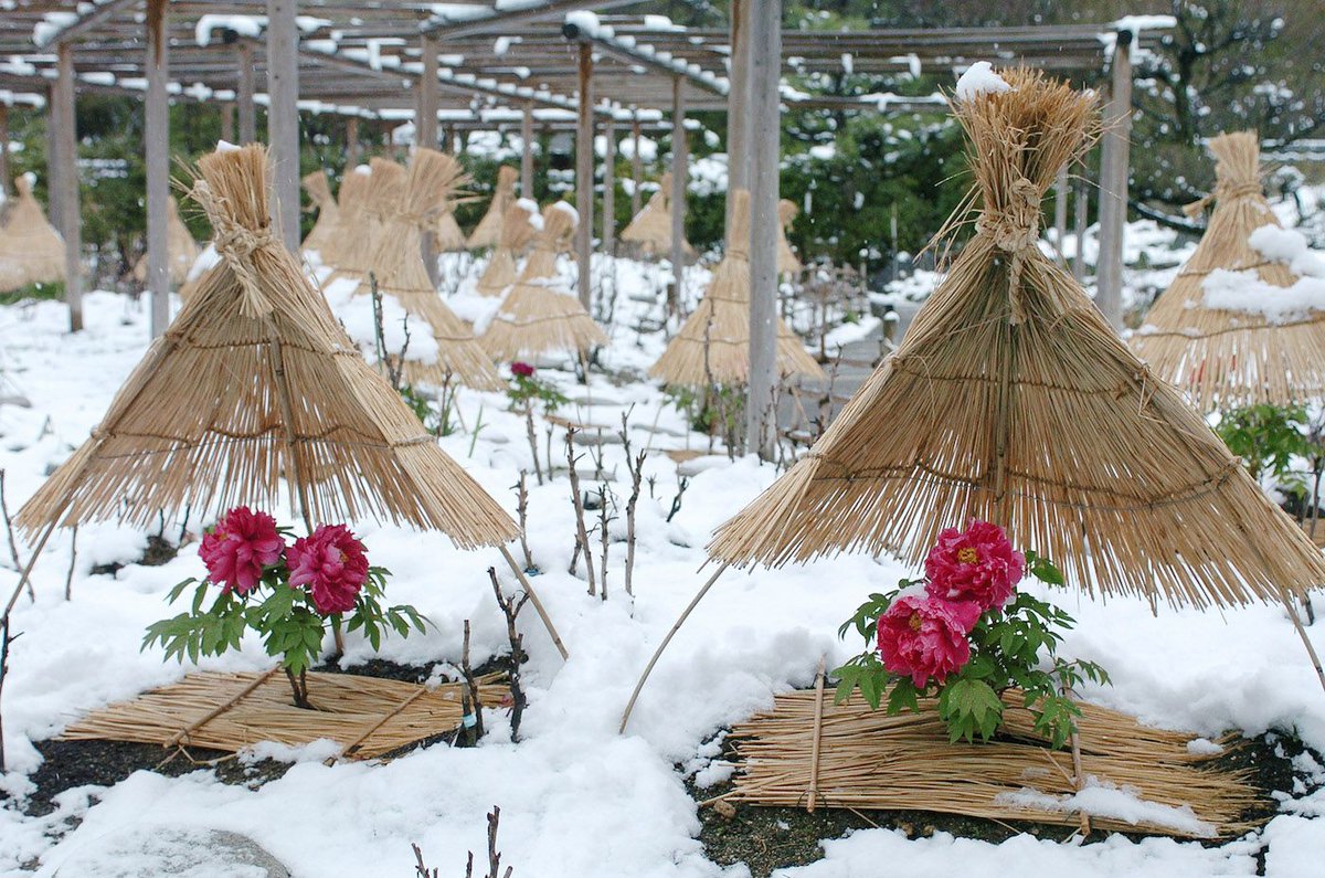 FukuokaNow's tweet photo. Winter Peonies in Hakozaki Shrine ::: Enjoy the fuyu-botan (winter peonies) at the Shin-en Flower Garden of Hakozaki Shrine… Read more: https://t.co/AedC5wmhAl
#hakozakigu #fukuokashrine #winterpeonies #fukuoka #fukuokanow https://t.co/QFQyWcbI4X