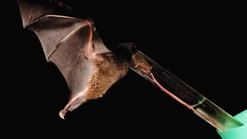 [Tweet by  @BatsForLife]Cool Bat Fact #8: Crazy Long TongueImagine having a tongue 9 feet long!  Some nectar  #bats have tongues 1 1/2 times their body length to reach into flowers. They store it in their chest when not in use. https://www.newscientist.com/article/dn10721-the-bat-with-the-incredibly-long-tongue/ @newscientist  #BatFacts