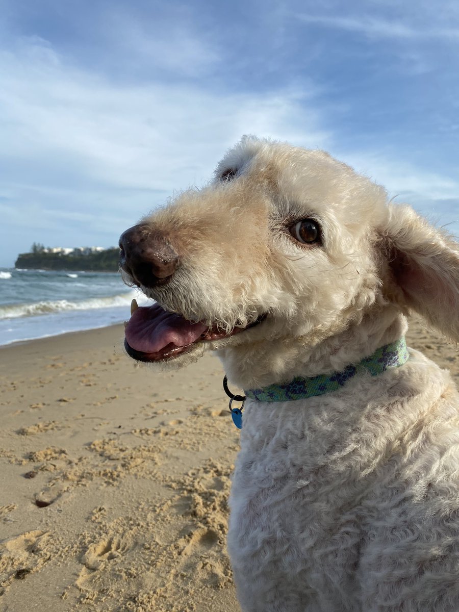 Next up is  @freyabliss’s dog — the very senior and very cuddly Mango (5/?)