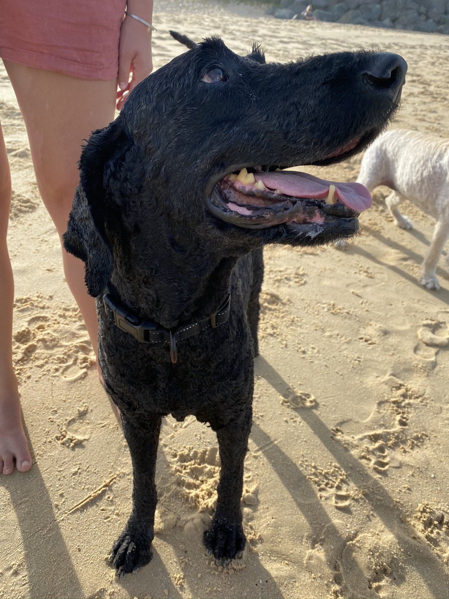 I met Rupert at the beach — a very friendly Labradoodle (4/?)