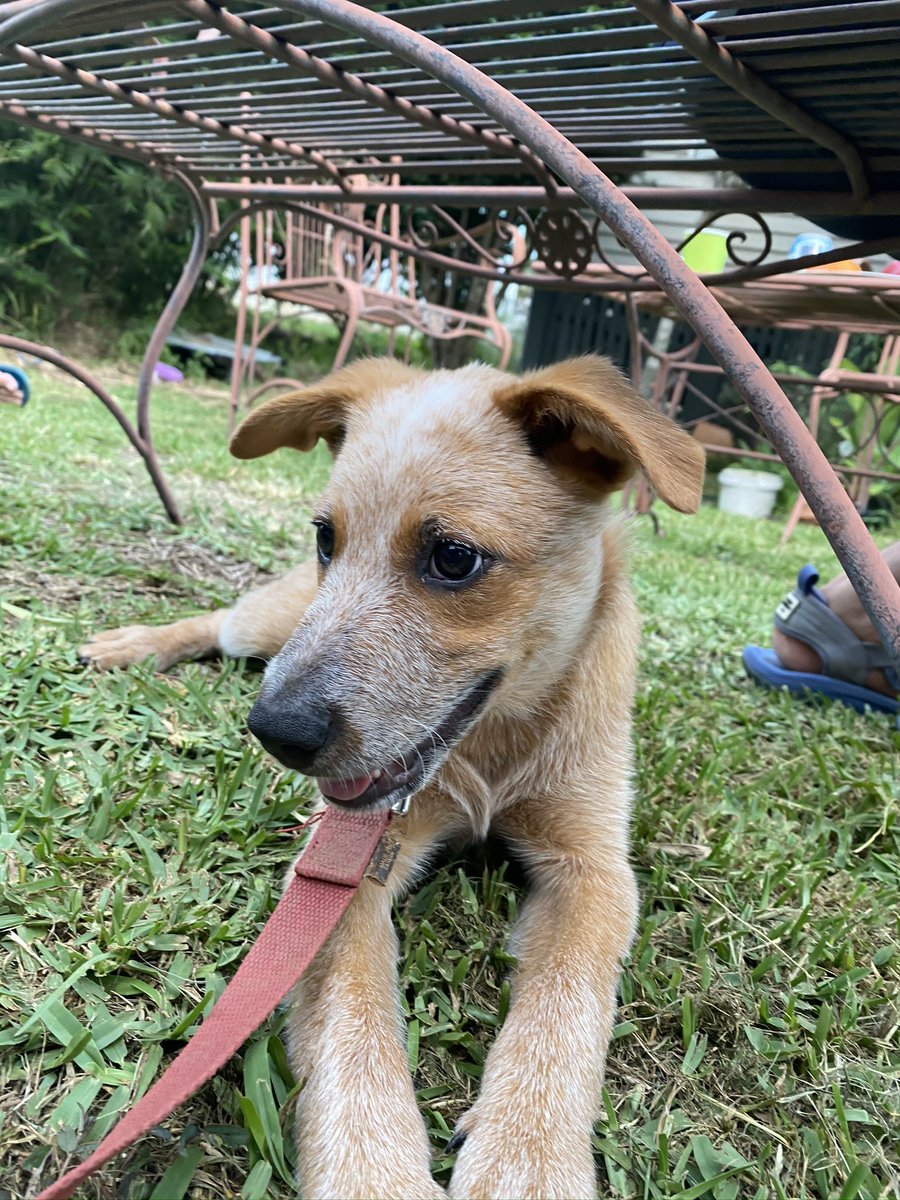 This is Spelty — a stumpy tailed cattle puppy I met back in March (10/?)