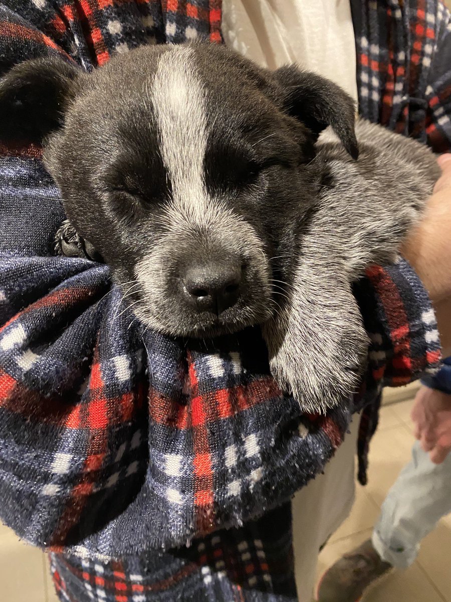 This is Billie, another cattle dog pupper. Yes she is asleep in my arms (17/?)