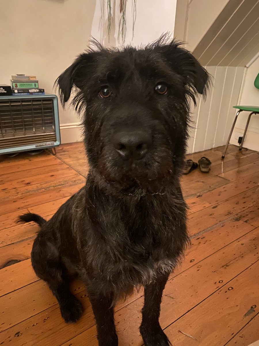 Jaeger lives with  @Hocking_Rachael, and as as big a softie as he is a dog (20/?)