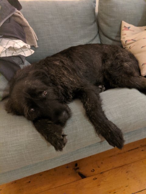 Jaeger lives with  @Hocking_Rachael, and as as big a softie as he is a dog (20/?)