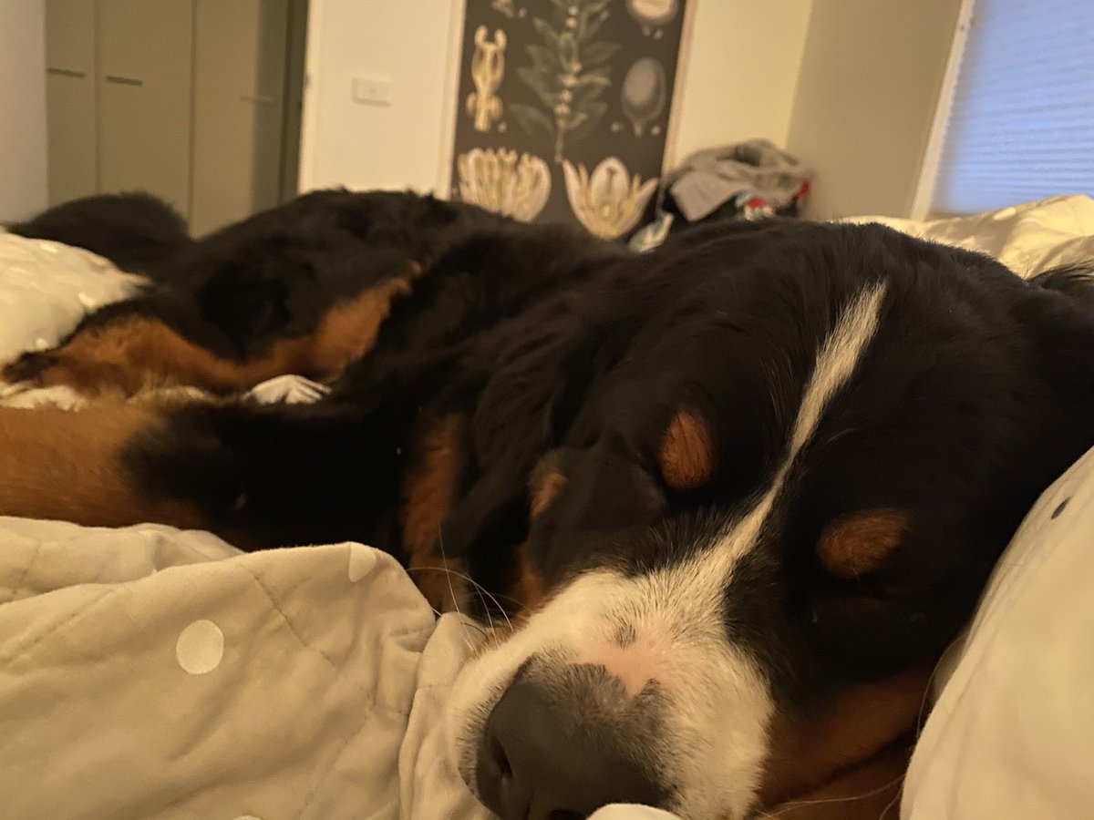 Georgie, the 4th and final Berner to feature here, is adorable, but thick — in the head and in the body (21/?)