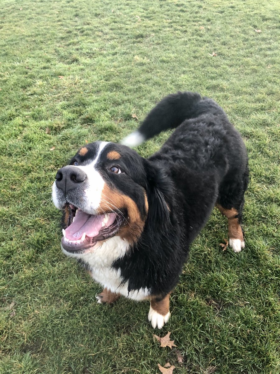 Georgie, the 4th and final Berner to feature here, is adorable, but thick — in the head and in the body (21/?)