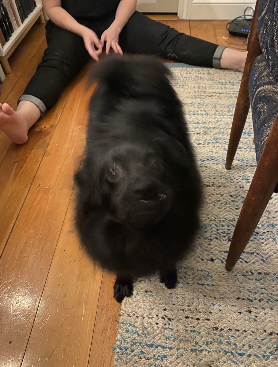 Both of these photos capture  @wisebeck’s Charlie infinitely well — she is fluff, and she is fury (24/?)