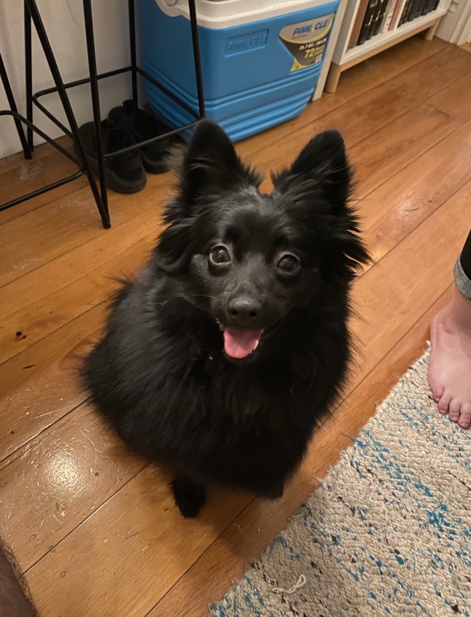 Both of these photos capture  @wisebeck’s Charlie infinitely well — she is fluff, and she is fury (24/?)