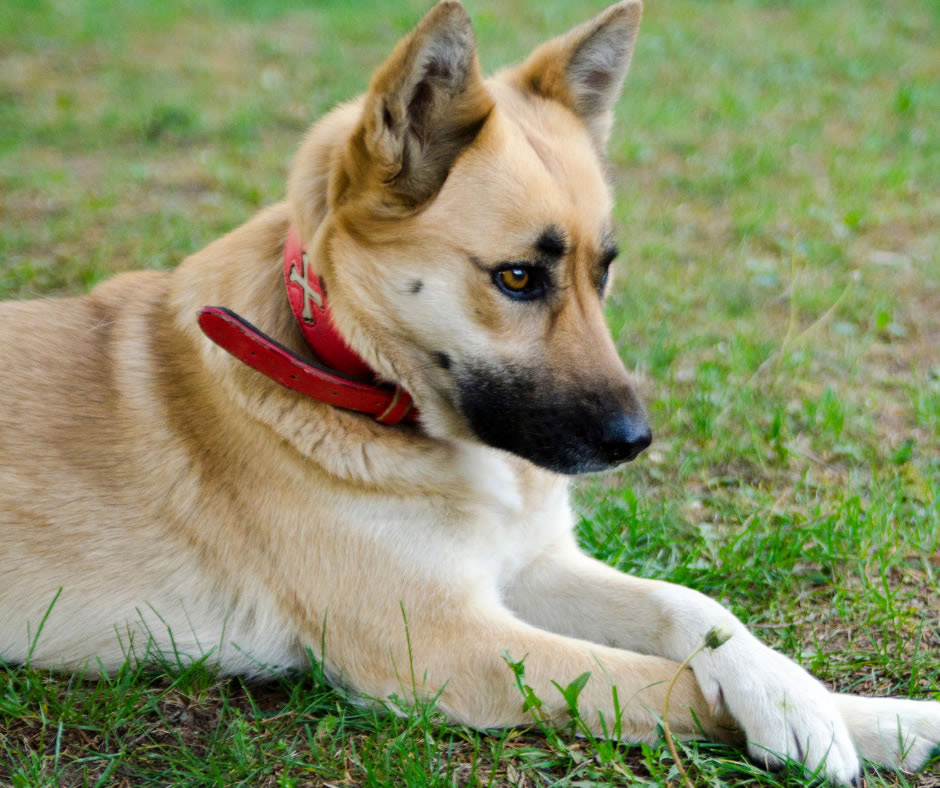 DogableNet's tweet image. All About The German Shepherd Golden Retriever Mix
#germanshepherdgoldenretriever #goldenretrievergermanshepherd #dogable
dogable.net/german-shepher…