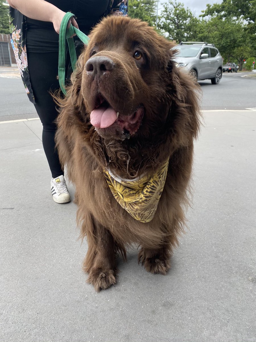 And last, but certainly not least, this is Phoebe, who I met today. She is a Newfoundland who is strong enough to haul 1.5 TONNES! Big doggo!! (30/?)