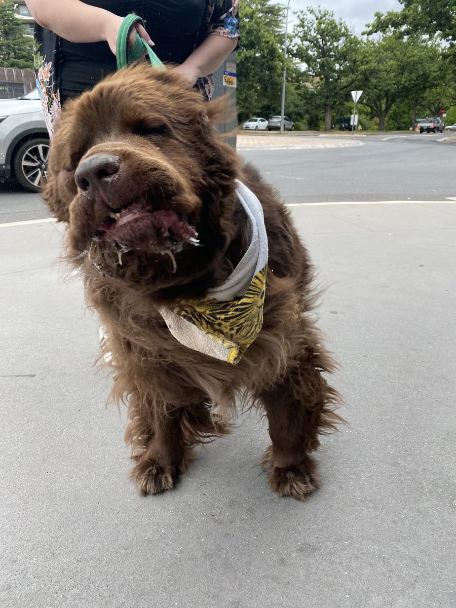 And last, but certainly not least, this is Phoebe, who I met today. She is a Newfoundland who is strong enough to haul 1.5 TONNES! Big doggo!! (30/?)