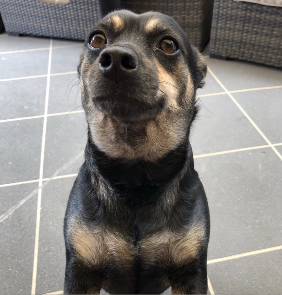 Also getting a shoutout are 4 dogs I was going to see this year, but coronavirus prevented meMy parent’s dog Scarlett, my uncle’s dog Tracker,  @LachMg’s dog-in-law Skippy, and my grandparent’s dog Pepe (32/?)