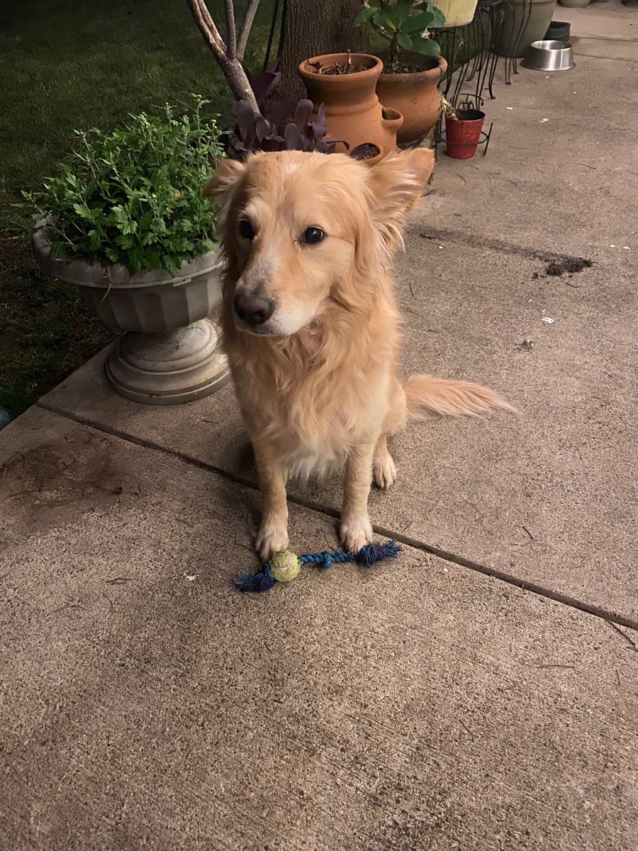 Lulit0e's tweet image. Hello everyone! Sadly, my dog escaped yesterday and we haven’t been able to find him. His name is Lucky. He is a pretty timid dog. Near Pioneer and Corn Valley. Appreciate any help.