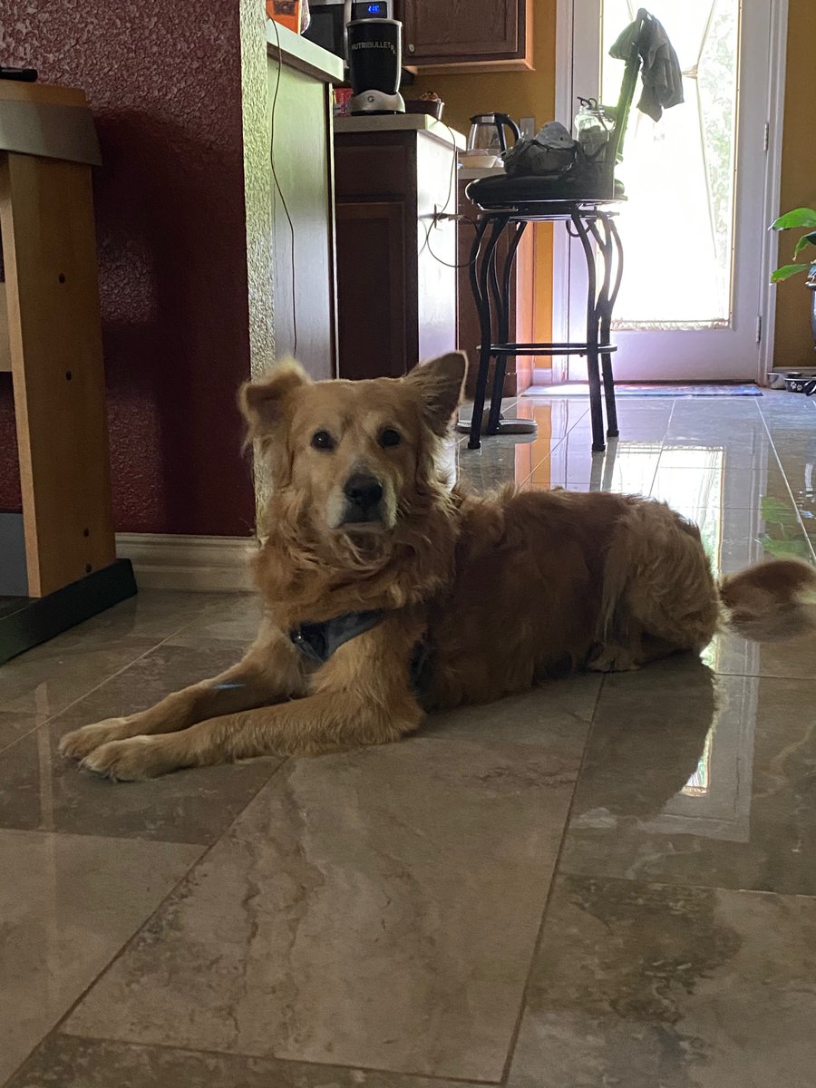 Lulit0e's tweet image. Hello everyone! Sadly, my dog escaped yesterday and we haven’t been able to find him. His name is Lucky. He is a pretty timid dog. Near Pioneer and Corn Valley. Appreciate any help.