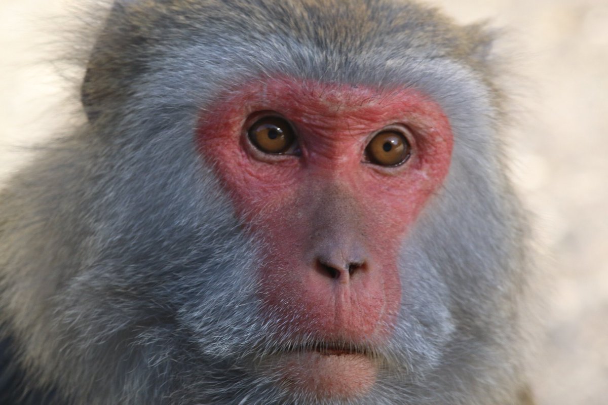 • No mass testing. Only highly targeted, at higher levels more recently for international arrivals.• Digital surveillance limited and bound by law - for those in quarantine, and untruthful spreaders. Could have been accepted in other liberal democracies. LTaiwan Macaque.