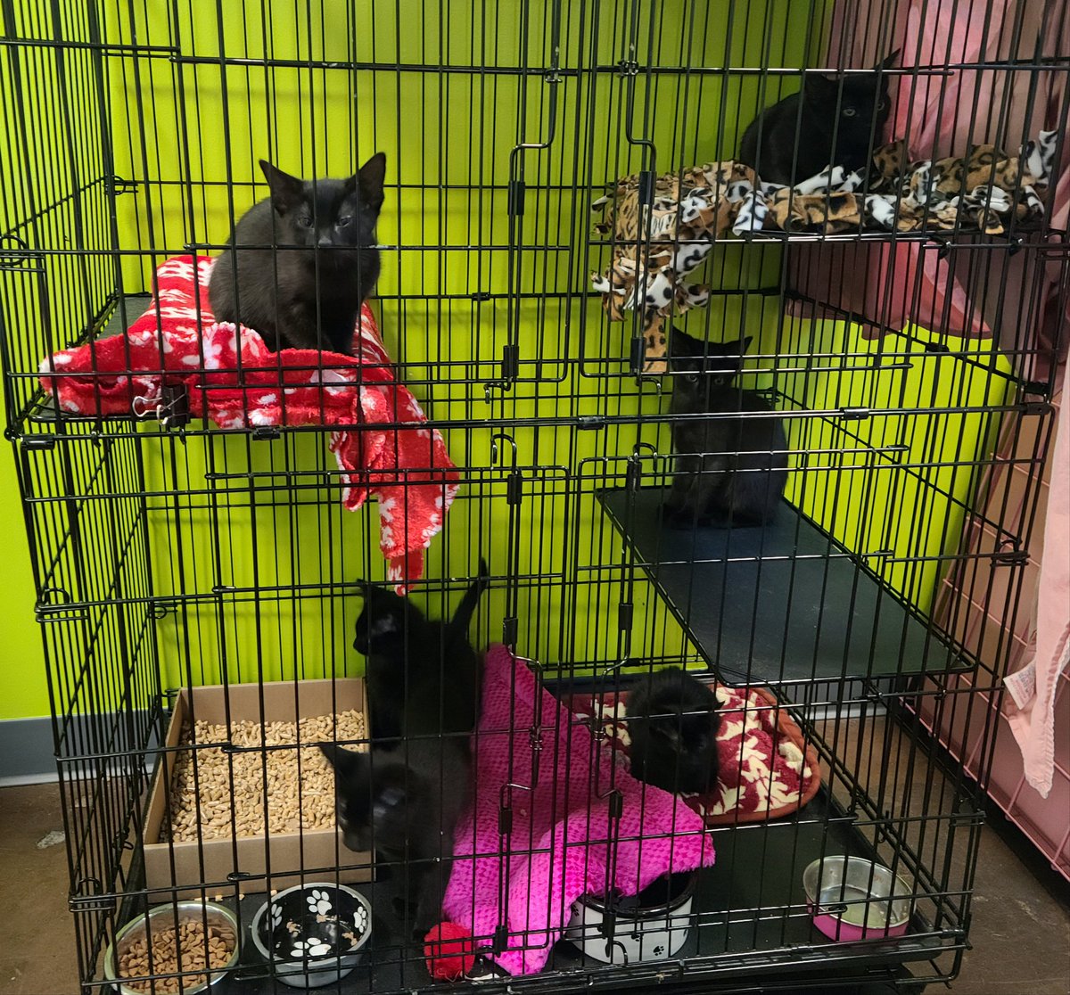 One last look at the kittens in their recovery lounge 🖤
