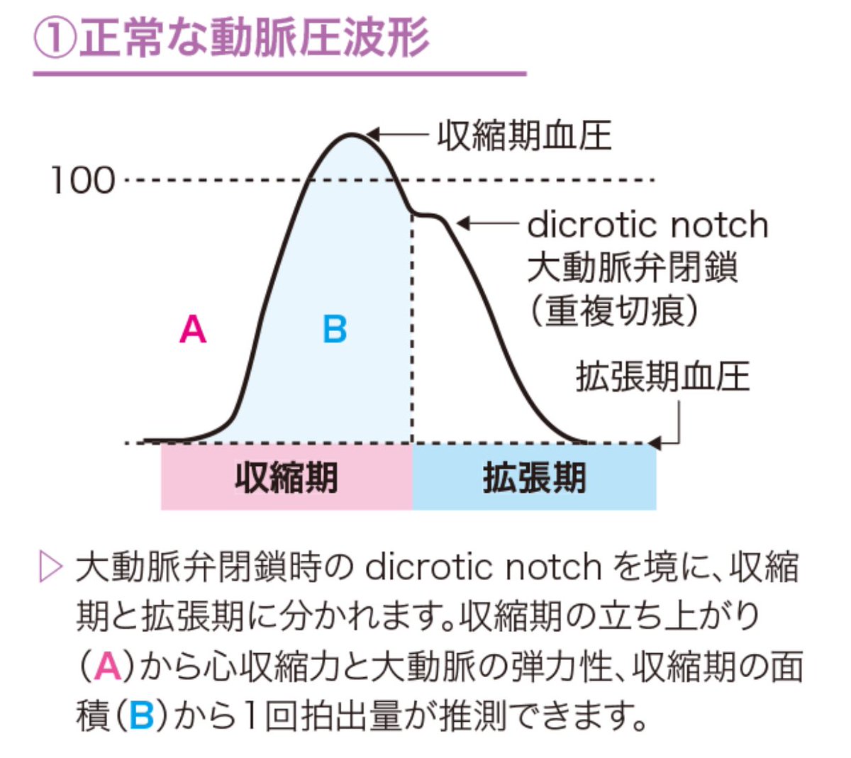 医師国家試験クイズくん On Twitter Aラインの刺入部位としては 主に橈骨動脈 足背動脈が用いられます 選択の理由として 血管が比較的太くて留置しやすい 万が一 空気が入り込んでも他の動脈からの血流があるため 塞栓症リスクが少ないという点があります