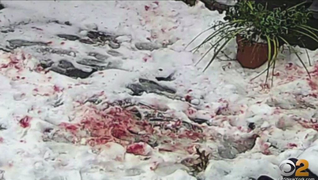 cbschicago's tweet photo. 'Blood Everywhere': Aggressive Squirrels Terrorizing, Attacking NYC Residents For Weeks https://t.co/rJ5lJrrcix https://t.co/BQ8UzvNhMN