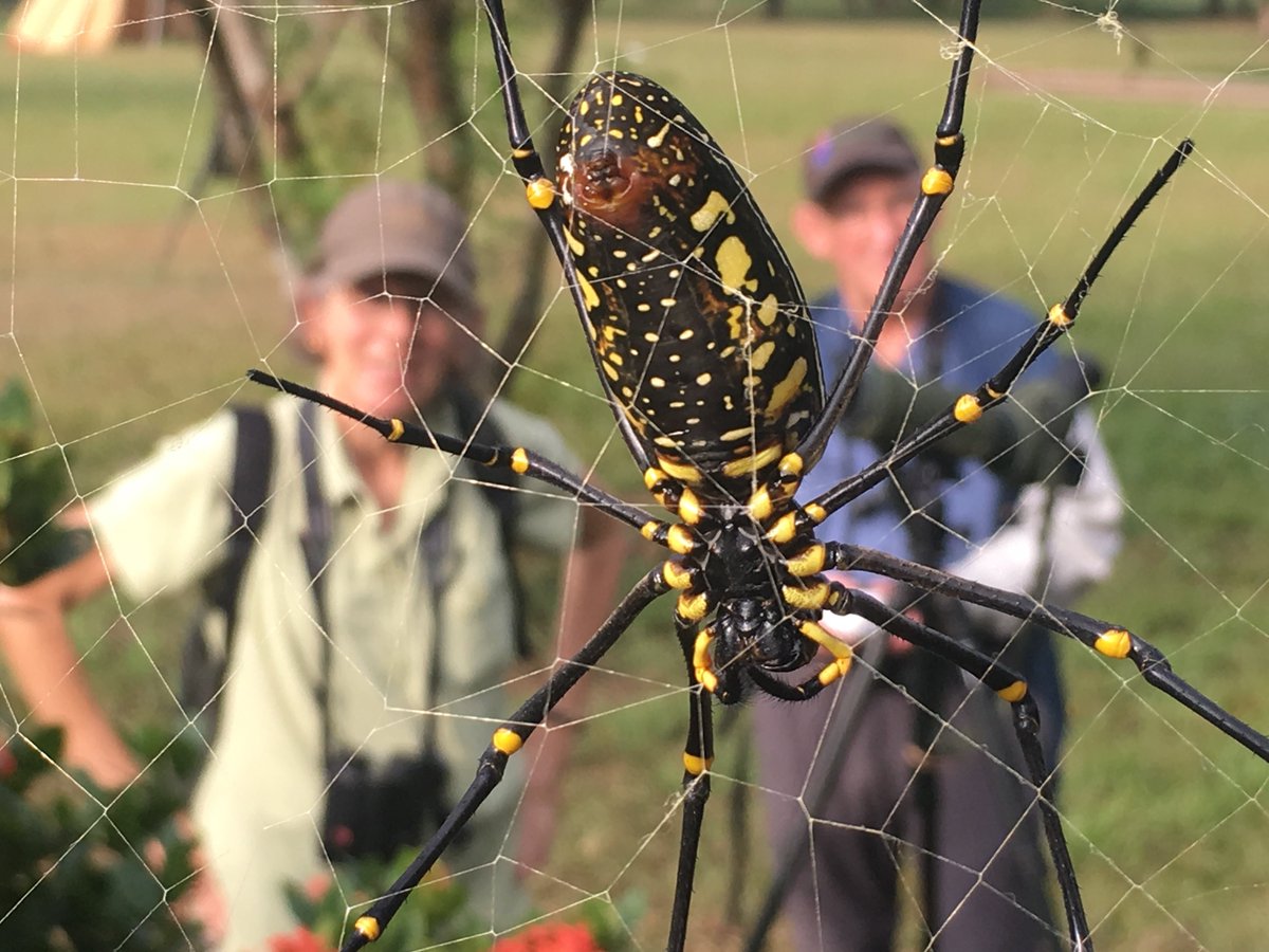 • Social distancing really wasn’t a thing. • Real-name registration (identity cards help) has been patchy. • Hand washing has been very average. Normality is close - it will return! With/without  #spiders.