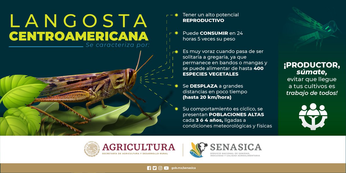 SENASICA's tweet photo. La #langosta centroamericana representa un alto riesgo para el sector agrícola y económico en #México 🦗 https://t.co/gkODLGYeNG
