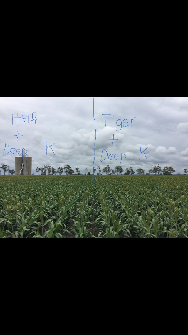 Steve_Hegarty's tweet photo. Starting first of our sorghum Head assessments at @VnetPrecisionAg Brookstead Deep P/K Fert trial site. Comparing deep application bands of 30” 1tRIPr strip till &amp; 20” Tiger full disturbance. Tiger little quicker to 1st flowers (58DAS) than 1tRIPr &amp; +P treatments quicker again. https://t.co/HzxbyKqb4S