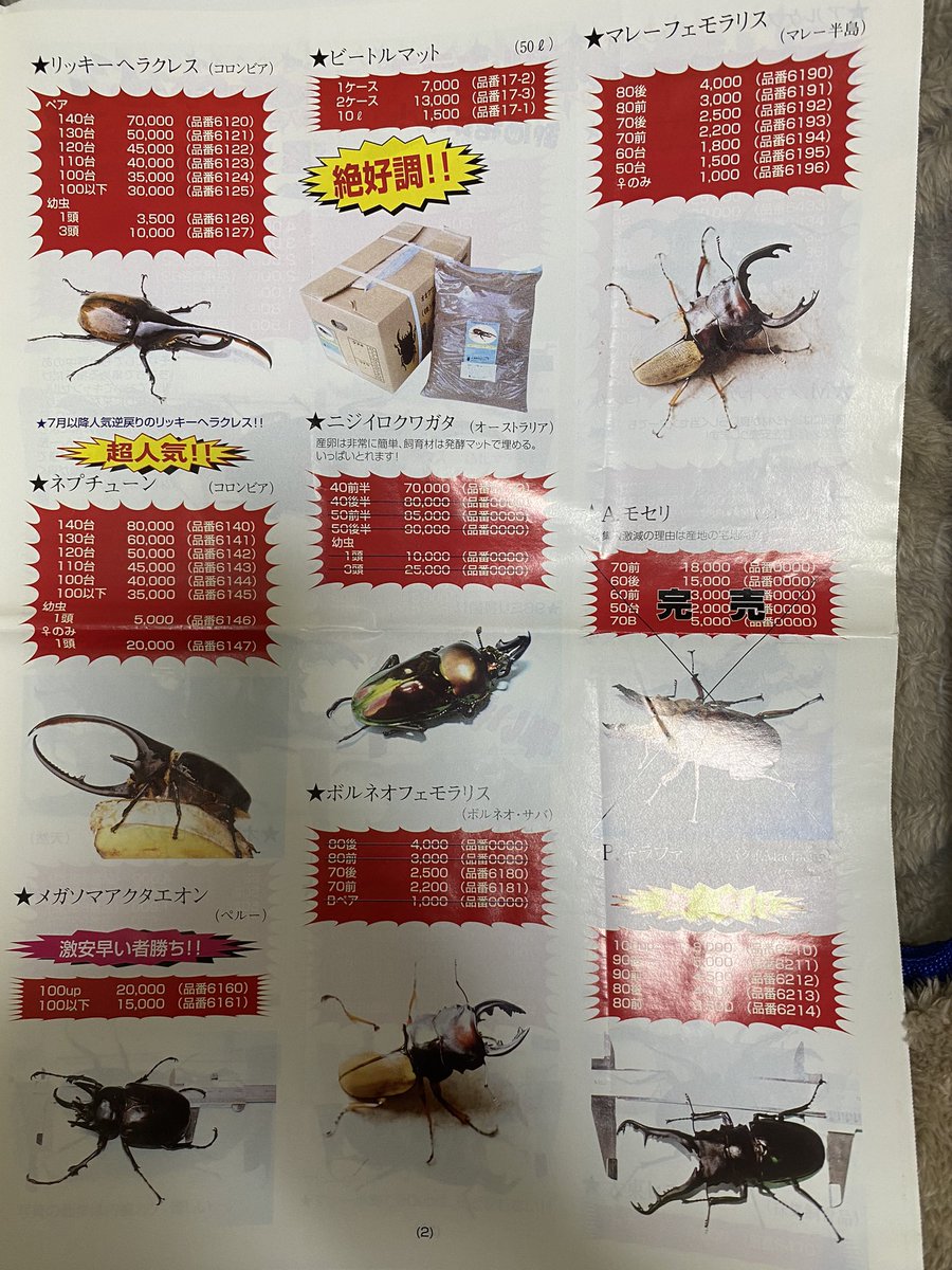 奈良オオクワニュース！2000年、リッキー、ネプチューンもかなりお手頃