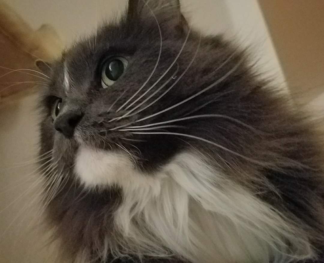 breakfastgang's tweet photo. With the heaviest of hearts, this is to let all our friends know that Pancake, the founder of The Breakfast Gang, has crossed the Rainbow Bridge tonight 😭😭😭
RIP my little angel 😇 Thank you for almost 17 years of unconditional kitty love ♥️ https://t.co/o497cTGQgk