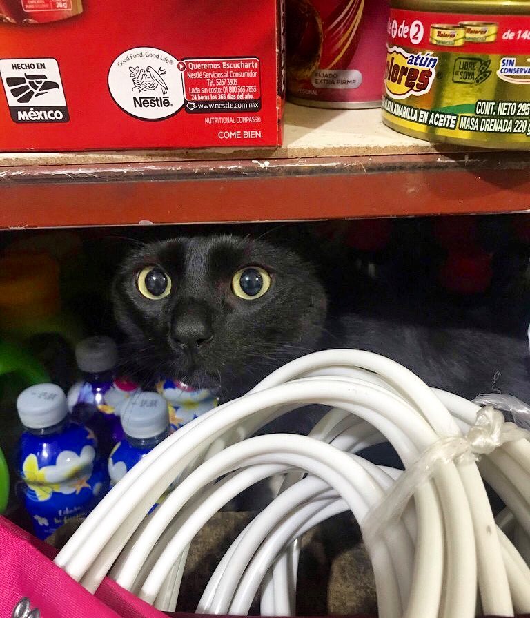 Bodegacats_ tweet picture