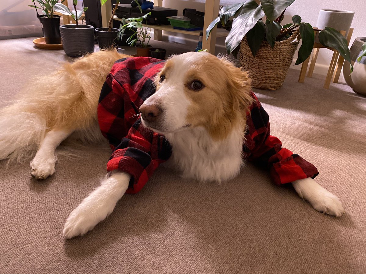 the time teja jokingly told boats to get in the front seat then he wouldn't leave,the time he was scared of the escalator,the time he wanted to hang out but my poo smelled,the time he was a lumberjack,boats was excellent as always