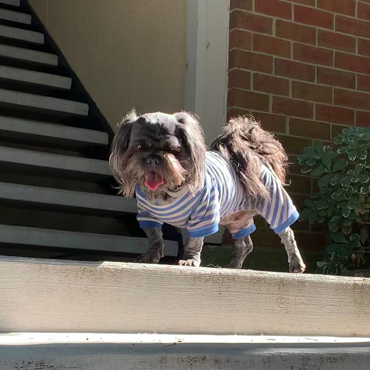 buddyroyalepets's tweet photo. Shop at https://t.co/ml5Mno7sPd today!!!
#spoilYourBuddy
#petlovers 
#bornModel https://t.co/s4bJTJeumg
