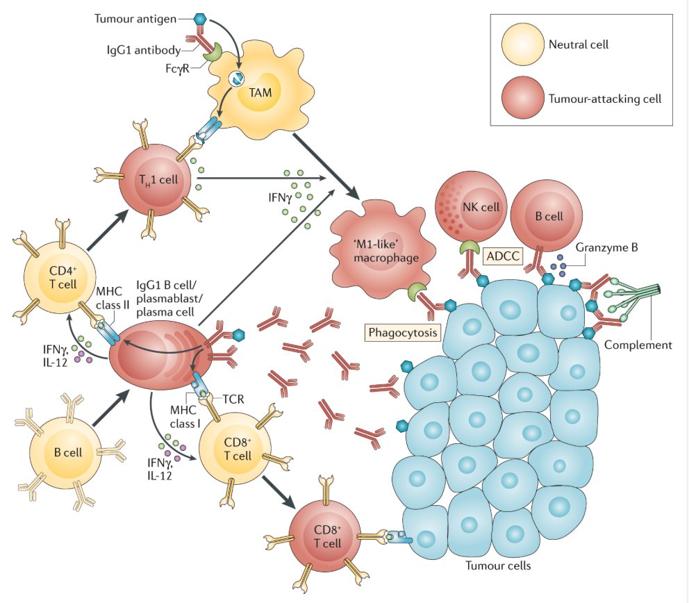 mmw_lmw's tweet photo. #B_cells in the #Tumor_Microenvironment | #PlasmaCells and #AntibodyRepertoires | AntiTumour Roles | Dmitriy Chudakov #PrivolzhskyResearch @NatRevImmunol https://t.co/XVPinAMXQu | #2020_Jan_ReCap https://t.co/AcaVDCGH1n