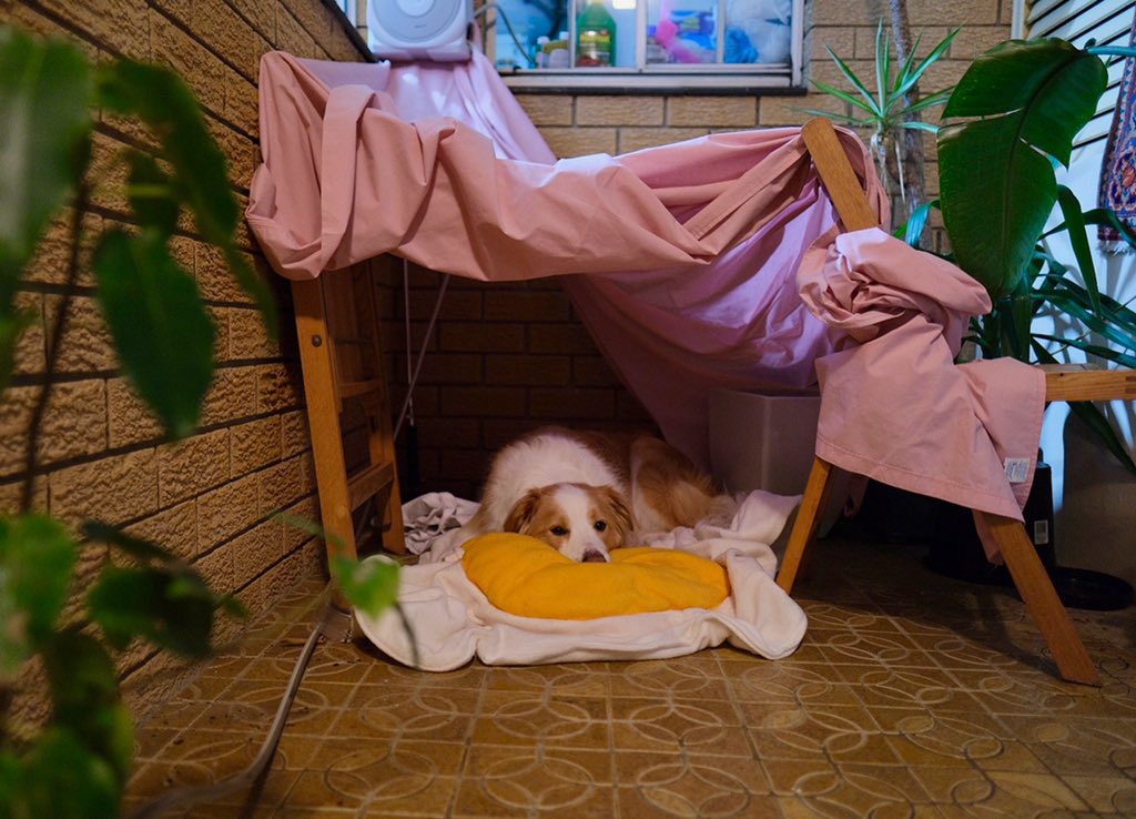 boatmeal had a bad run of health issues. he broke a tooth and had it removed, had an infected wound, and diarrhoea from pain meds for two weeks. he was in a cone for what felt like months. lots of love, care, and early mornings to get him right