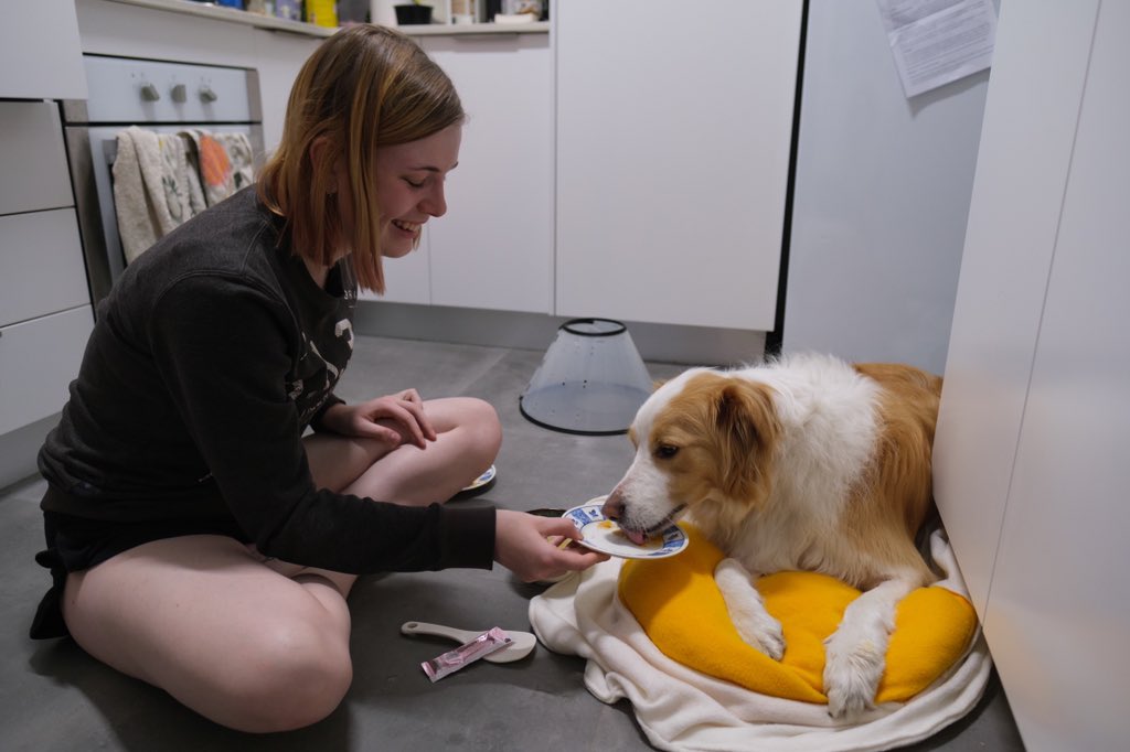 boatmeal had a bad run of health issues. he broke a tooth and had it removed, had an infected wound, and diarrhoea from pain meds for two weeks. he was in a cone for what felt like months. lots of love, care, and early mornings to get him right