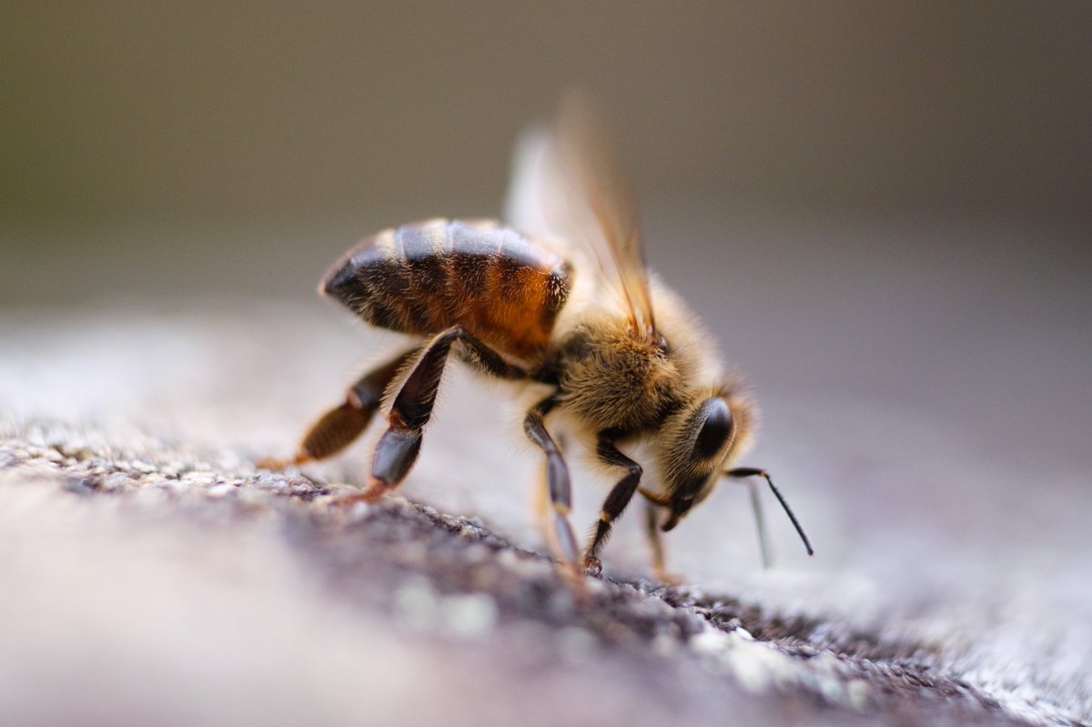 got a macro lens and took some great photos of bees. photographing bees is one of my favourite things to do now