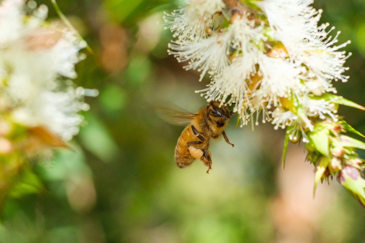 got a macro lens and took some great photos of bees. photographing bees is one of my favourite things to do now