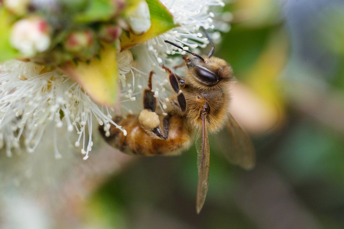 got a macro lens and took some great photos of bees. photographing bees is one of my favourite things to do now