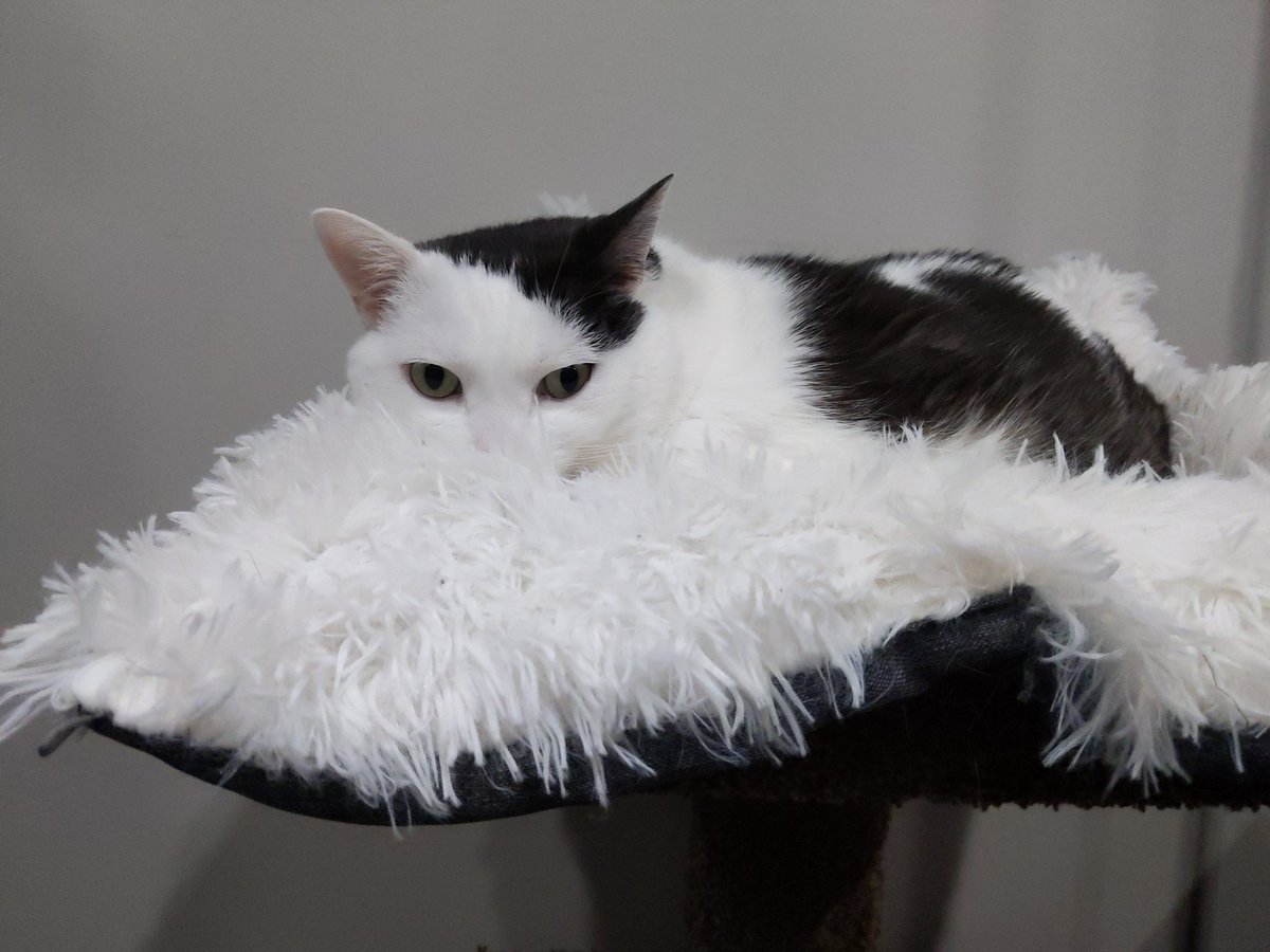 Fuzzy in her heavenly bed, and comfy
#cats